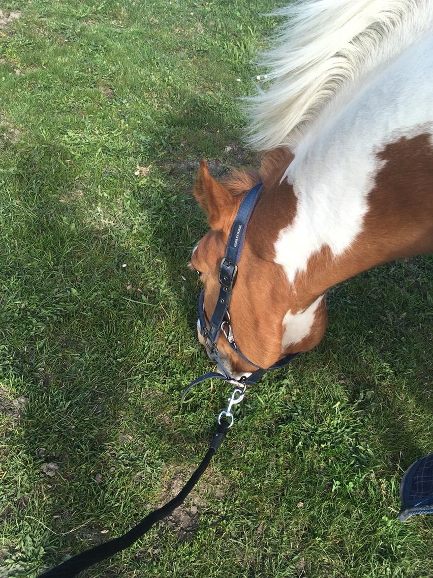 Anden særlig race Smukke Lille Luna billede 5