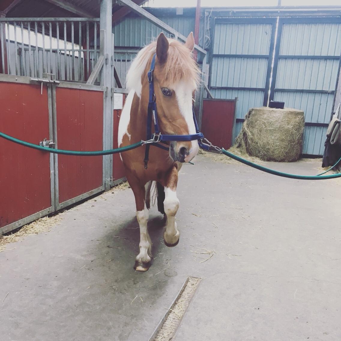 Anden særlig race Smukke Lille Luna billede 7