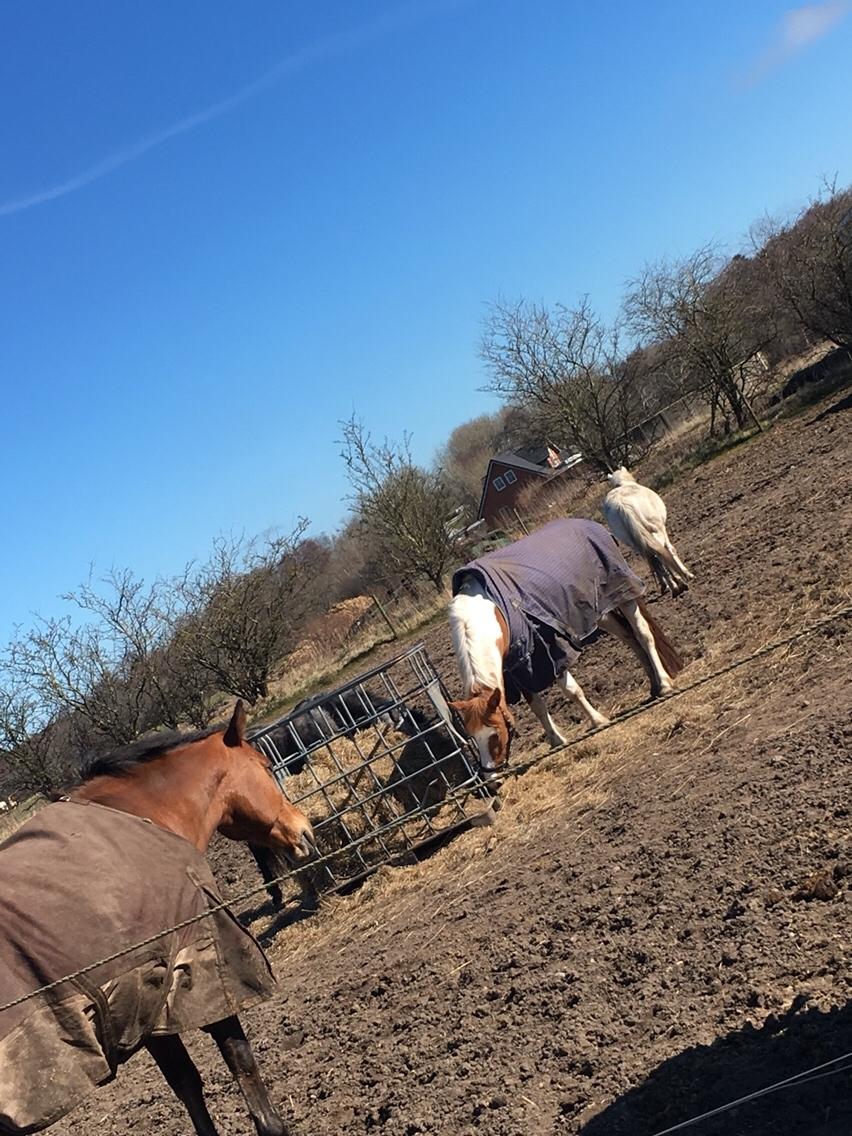 Anden særlig race Smukke Lille Luna billede 8