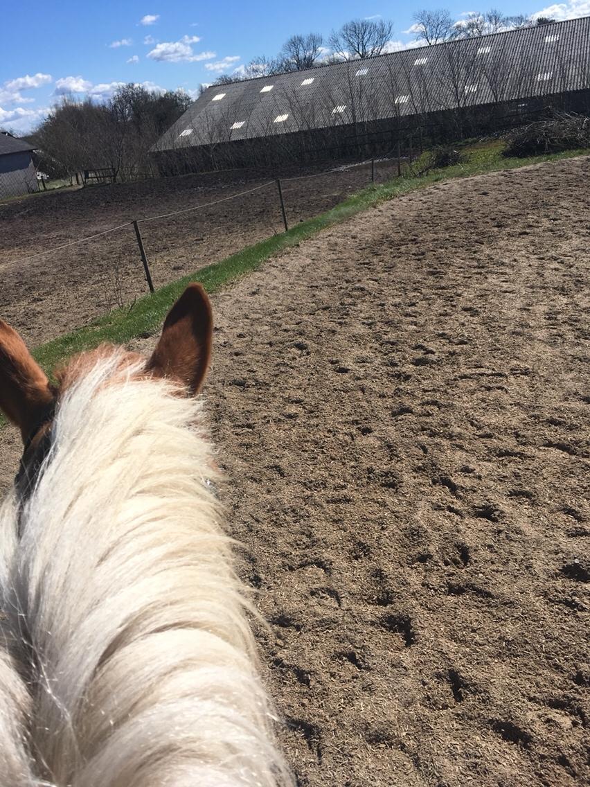 Anden særlig race Smukke Lille Luna billede 6
