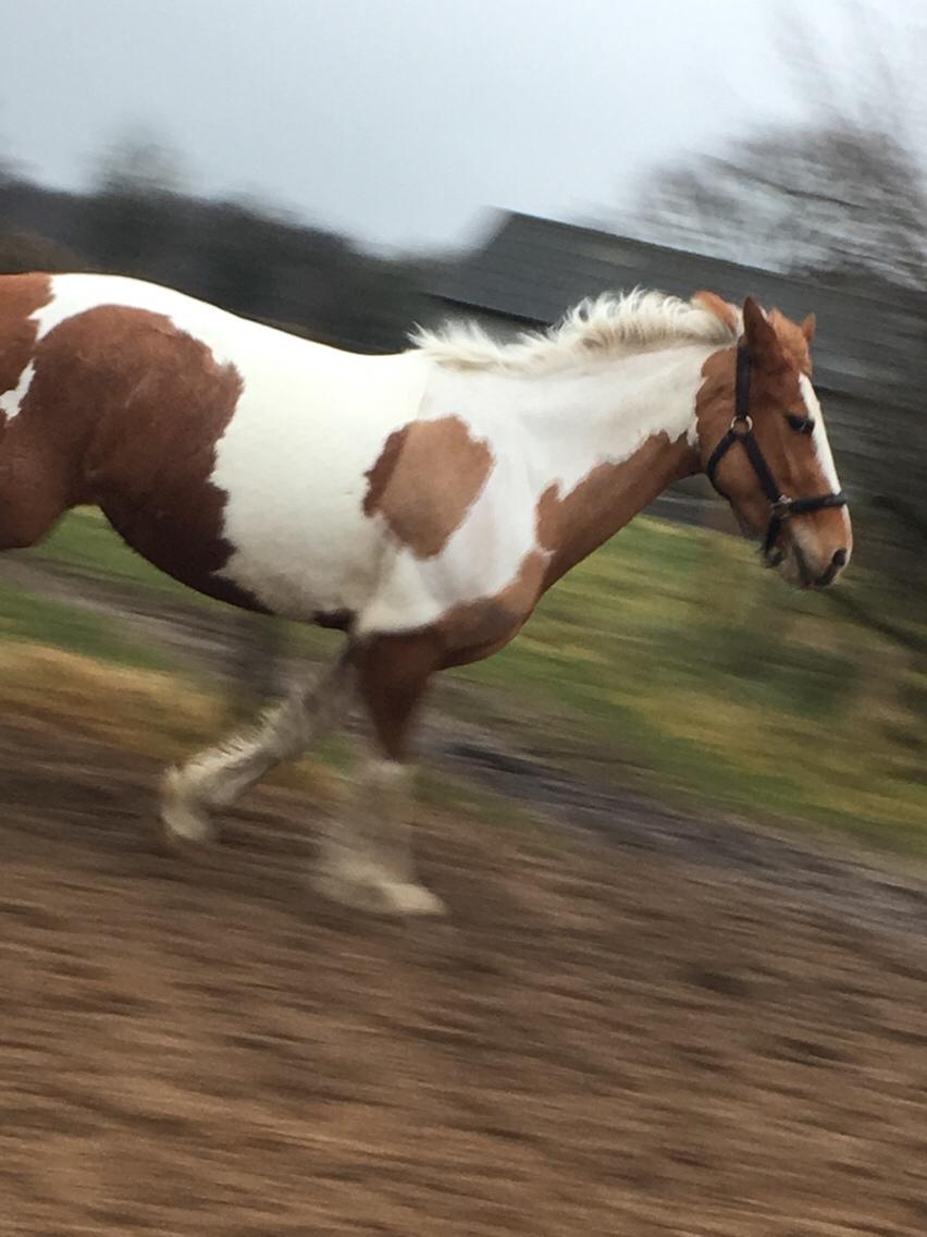 Anden særlig race Smukke Lille Luna billede 9