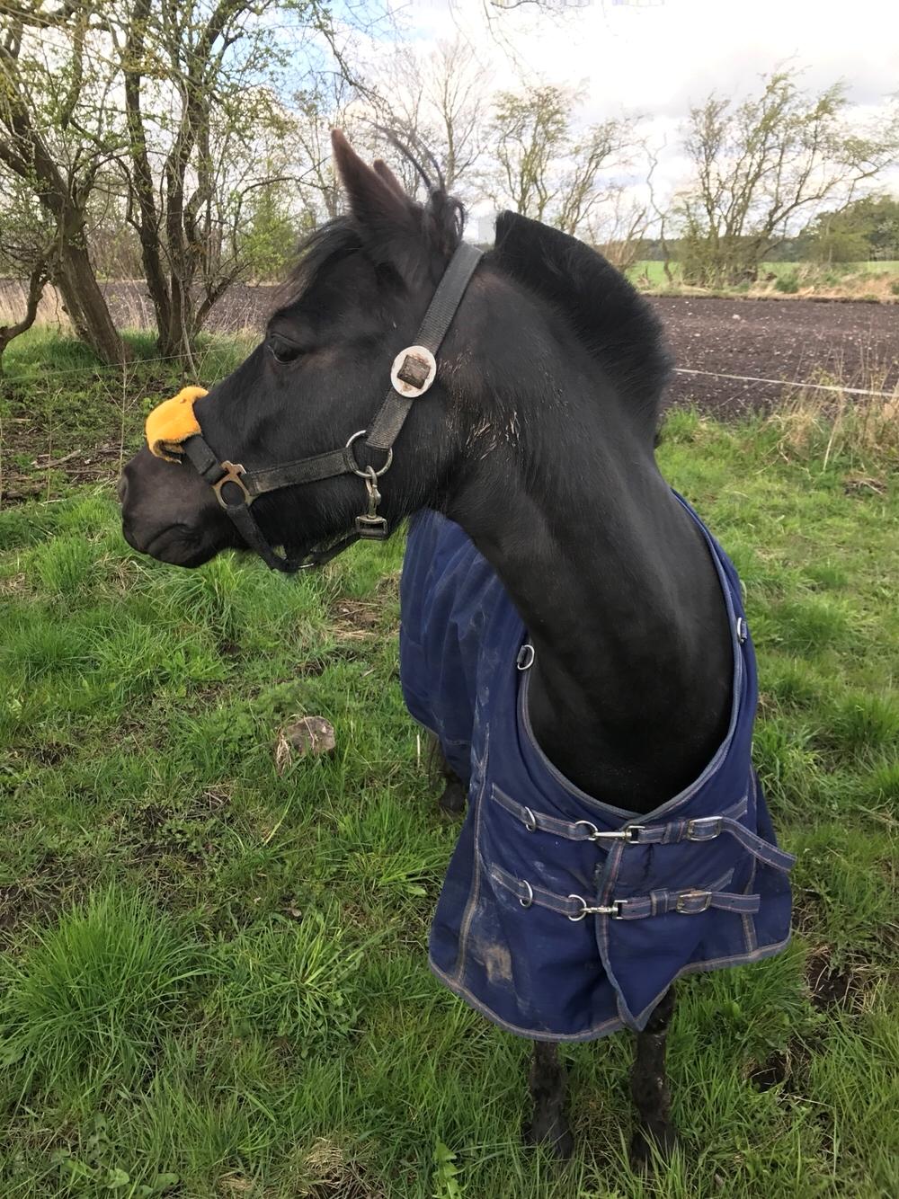 Anden særlig race Felix billede 1