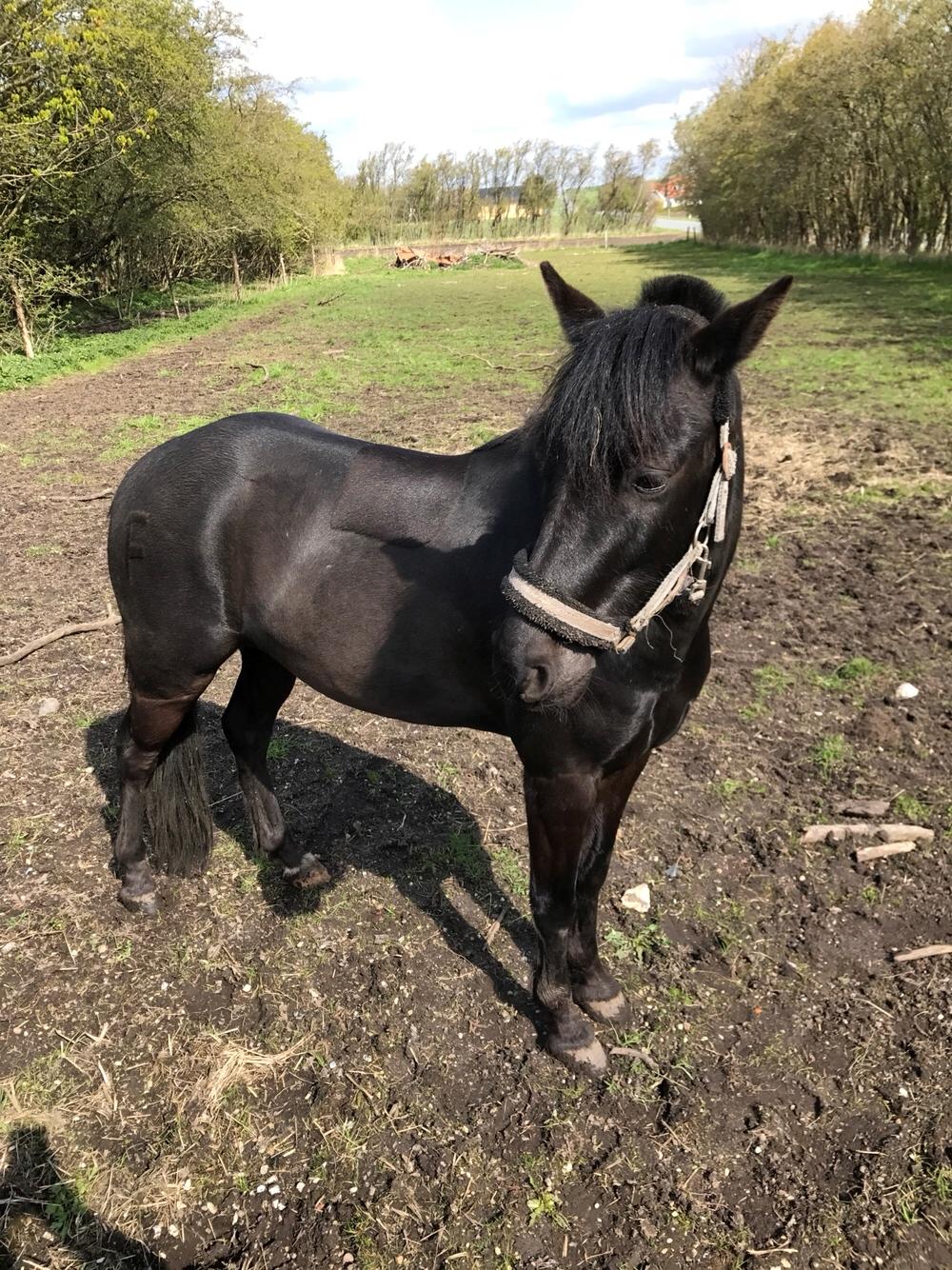 Anden særlig race Felix billede 3