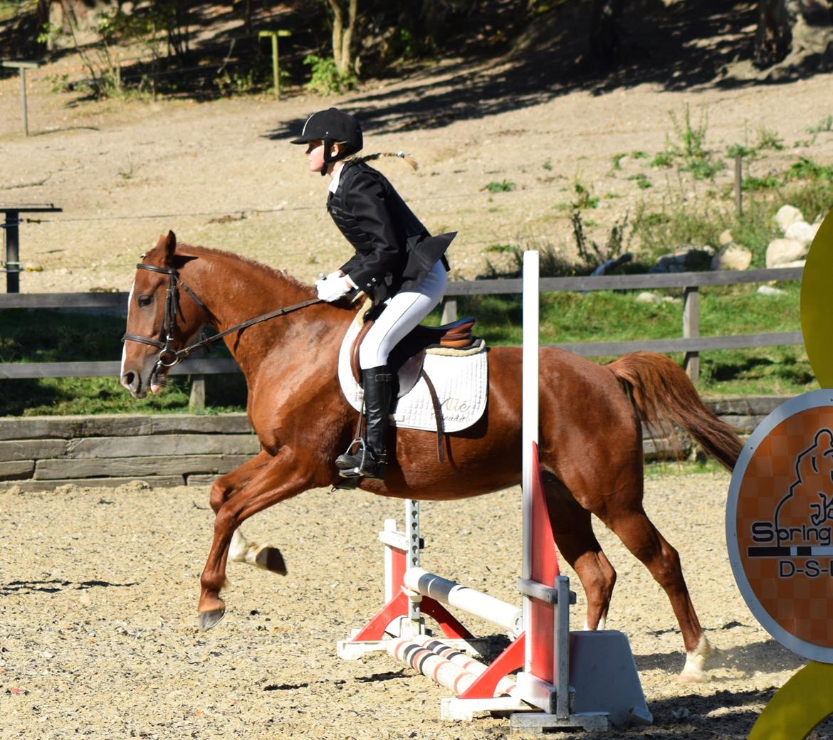 Anden særlig race Alia von hoff billede 9