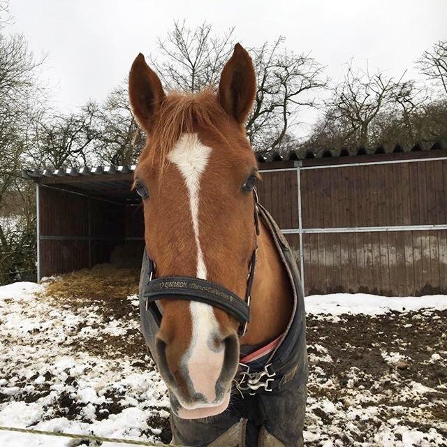 Anden særlig race Alia von hoff billede 10