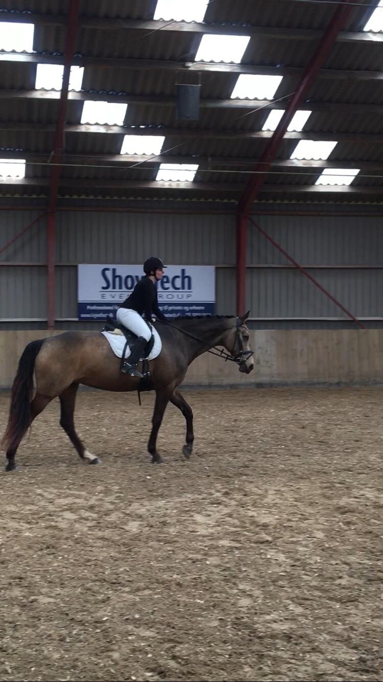 Tysk Oldenburger Libelle Blue billede 13