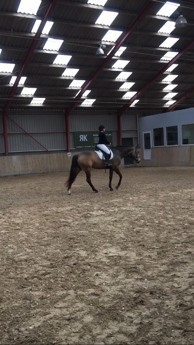 Tysk Oldenburger Libelle Blue billede 15