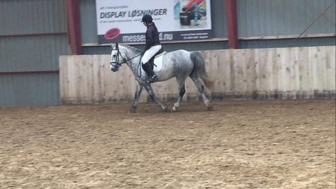 Anden særlig race Spice billede 10