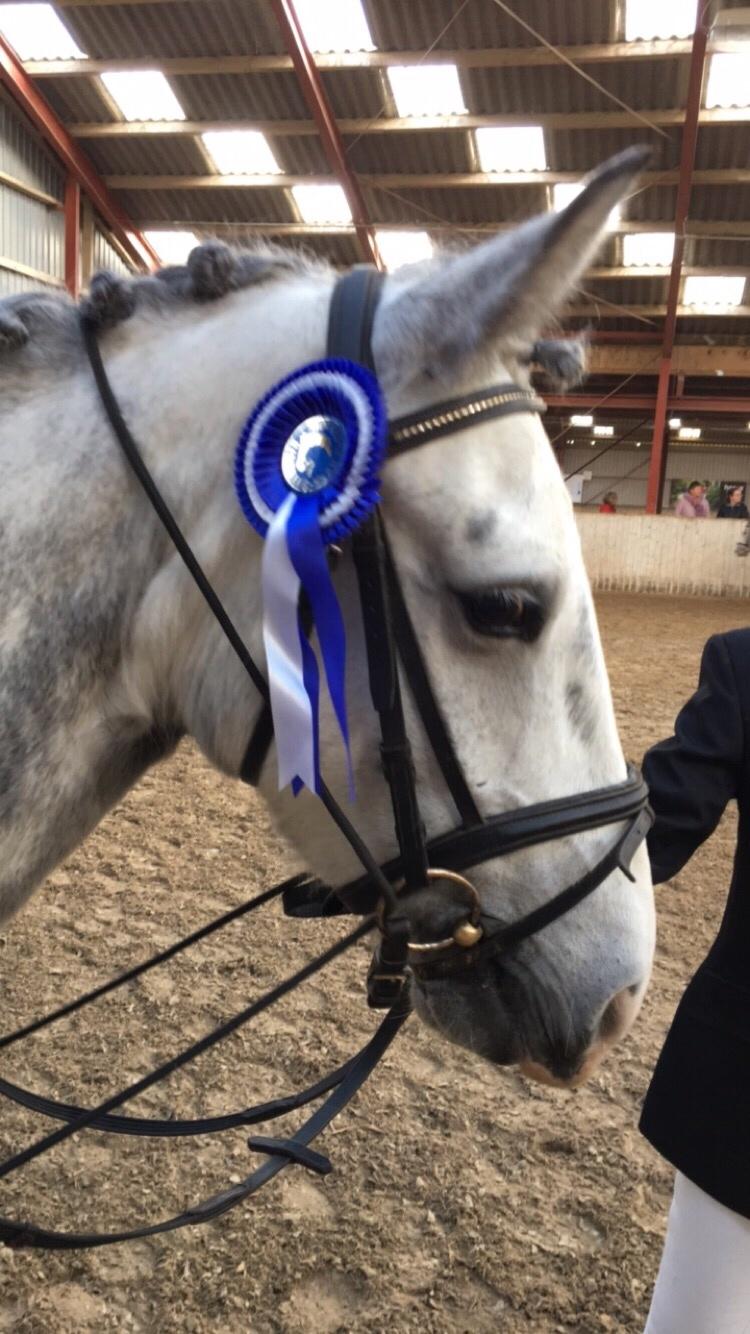 Anden særlig race Spice billede 11