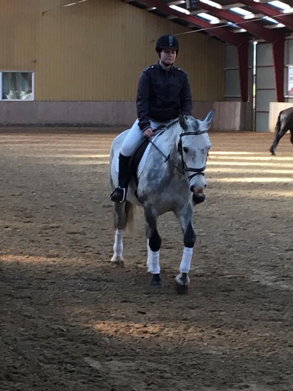 Anden særlig race Spice billede 12