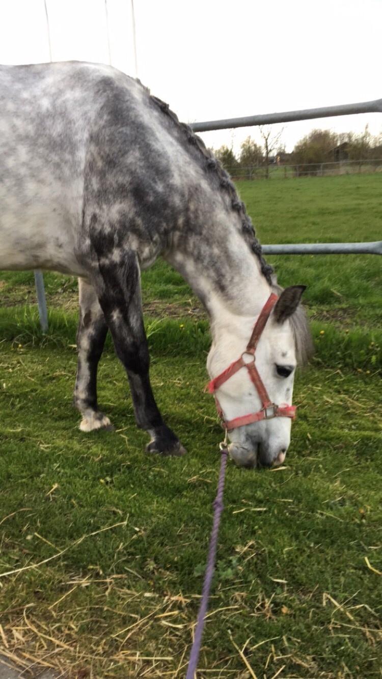 Anden særlig race Spice billede 13