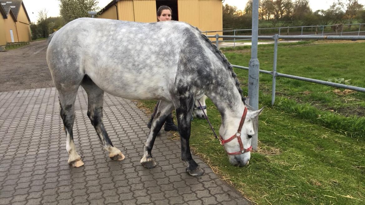 Anden særlig race Spice billede 14