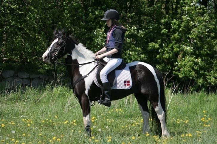 Irish Cob Rain  - 2007 billede 15