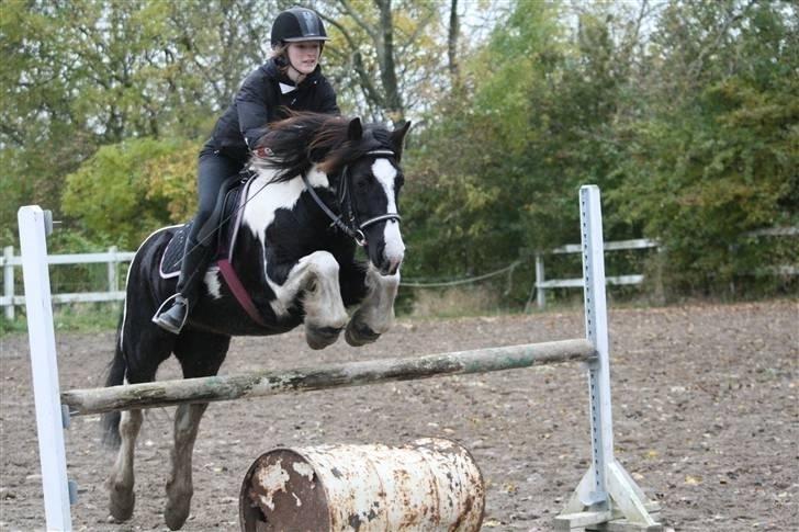 Irish Cob Rain  billede 14