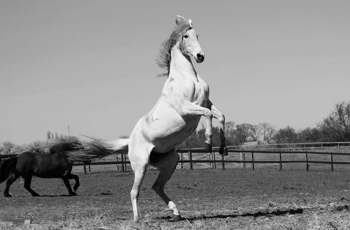 Anden særlig race Windrose's Athena billede 1