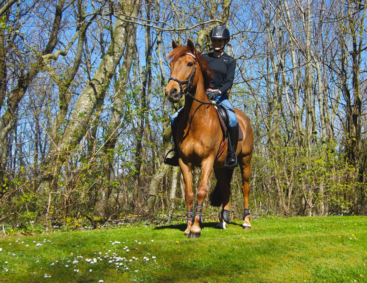 Svensk Sportspony  Casco <3 - 2. maj 2017 <3 billede 1