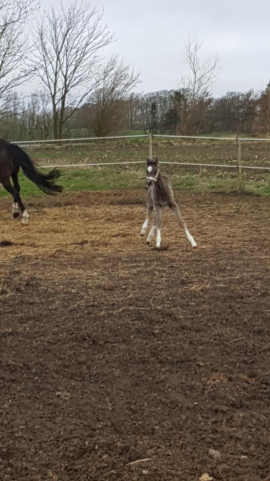 Welsh Partbred (Sec F) Struntze´s Good Point BRSDH 836 - Der er kommet en masse hopla i den lille dame efterhånden  billede 31