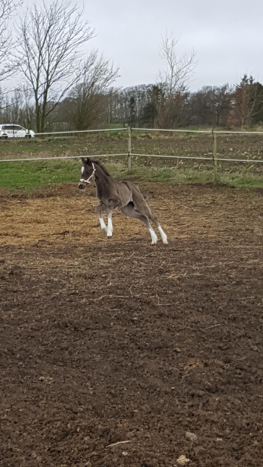 Welsh Partbred (Sec F) Struntze´s Good Point BRSDH 836 - Der er kommet en masse hopla i den lille dame efterhånden billede 32