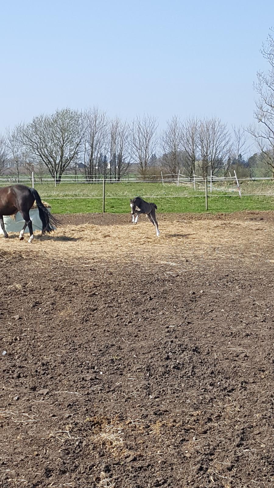 Welsh Partbred (Sec F) Struntze´s Good Point BRSDH 836 - Der er kommet en masse hopla i den lille dame efterhånden billede 34