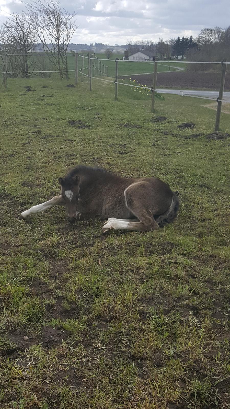 Welsh Partbred (Sec F) Struntze´s Good Point BRSDH 836 - Næsten 1 mdr gammel 27/4 billede 35