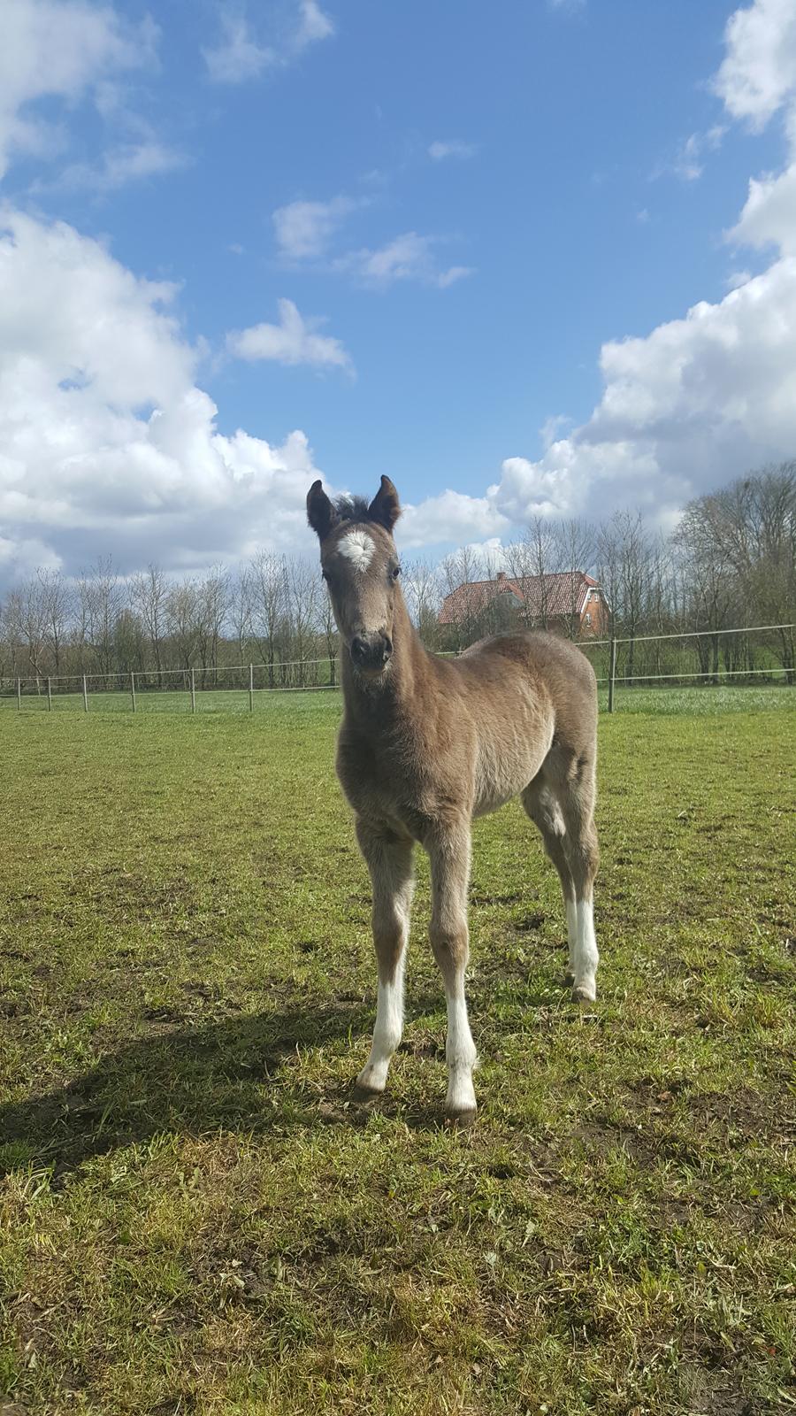 Welsh Partbred (Sec F) Struntze´s Good Point BRSDH 836 - Næsten 1 mdr gammel 27/4 billede 36