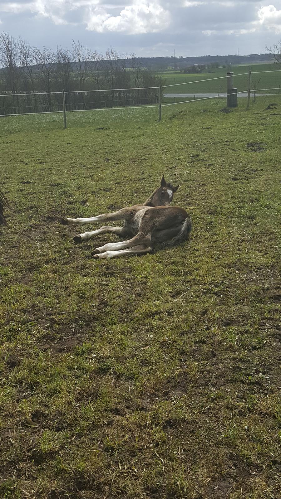 Welsh Partbred (Sec F) Struntze´s Good Point BRSDH 836 - Næsten 1 mdr gammel 27/4 , dejlig træt baby :) billede 37