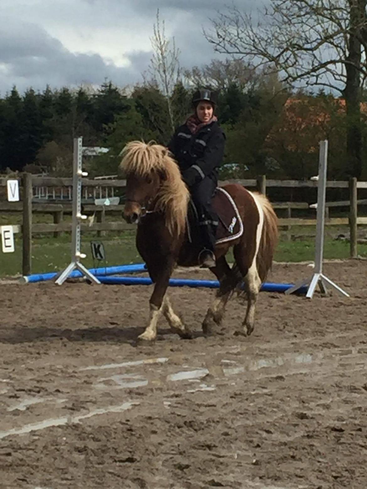 Islænder Flaki fra Toftum  billede 1