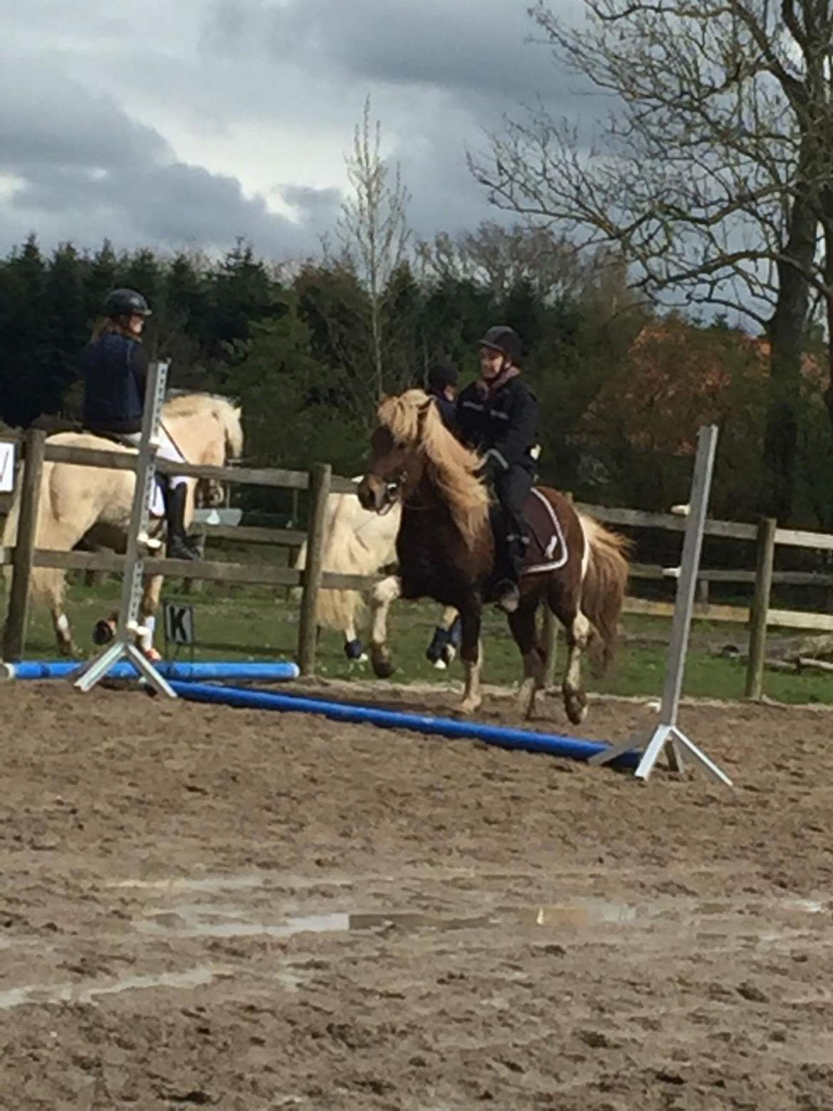 Islænder Flaki fra Toftum  billede 2