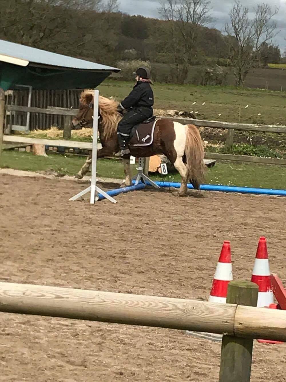 Islænder Flaki fra Toftum  billede 3