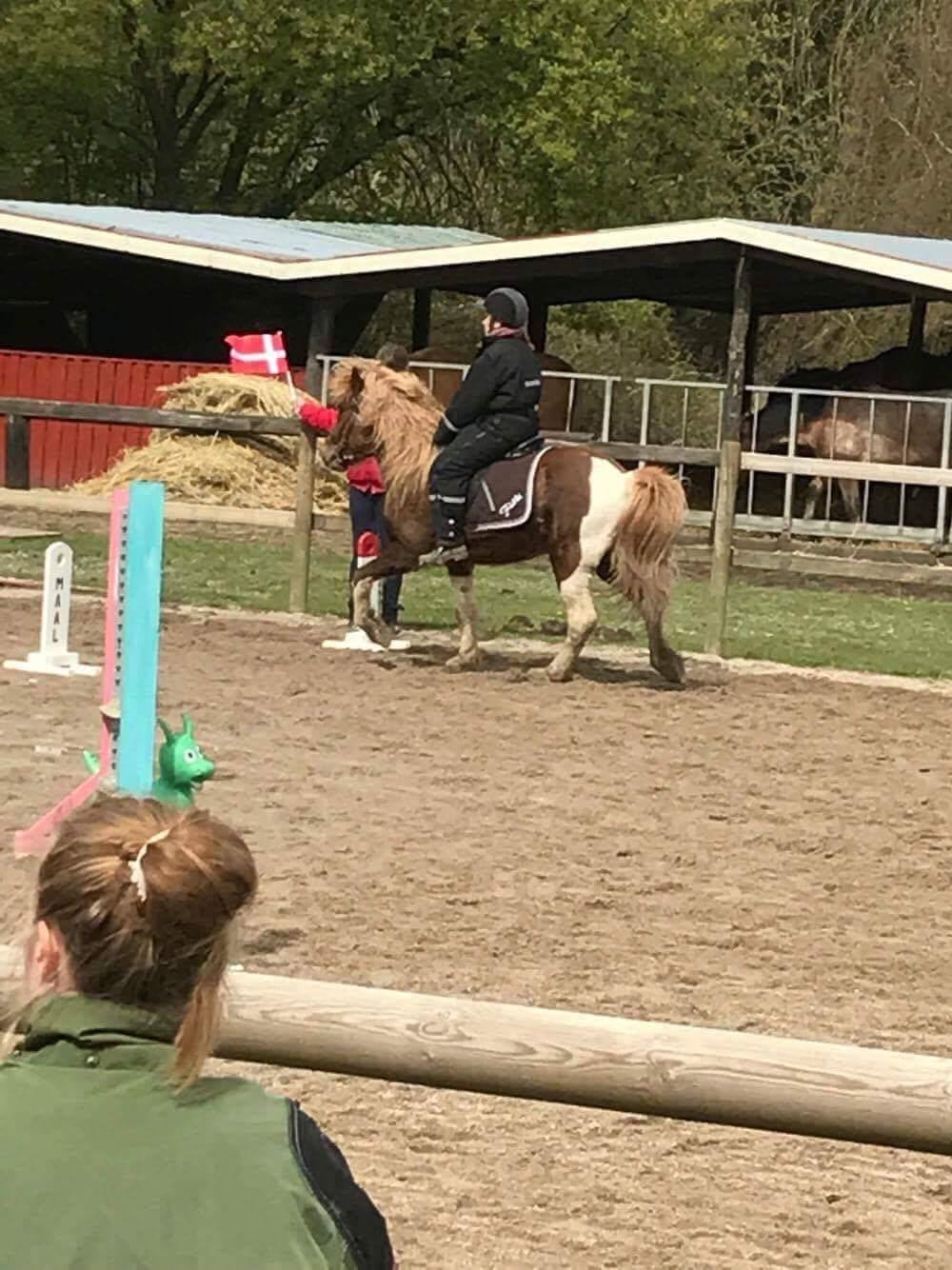 Islænder Flaki fra Toftum  billede 4