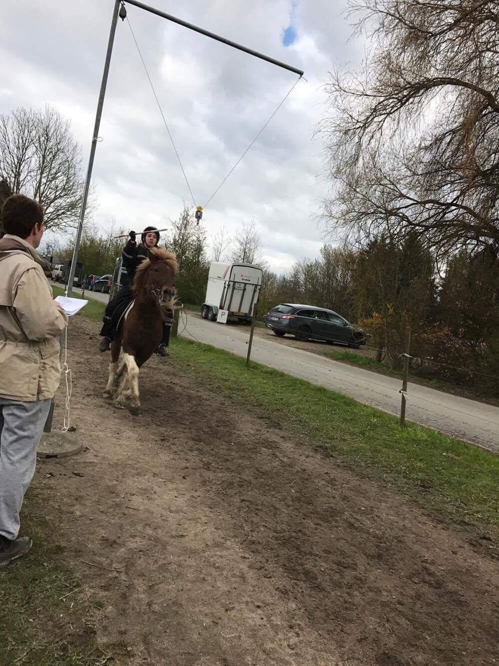 Islænder Flaki fra Toftum  billede 7