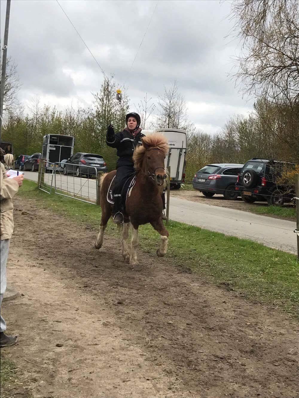 Islænder Flaki fra Toftum  billede 8