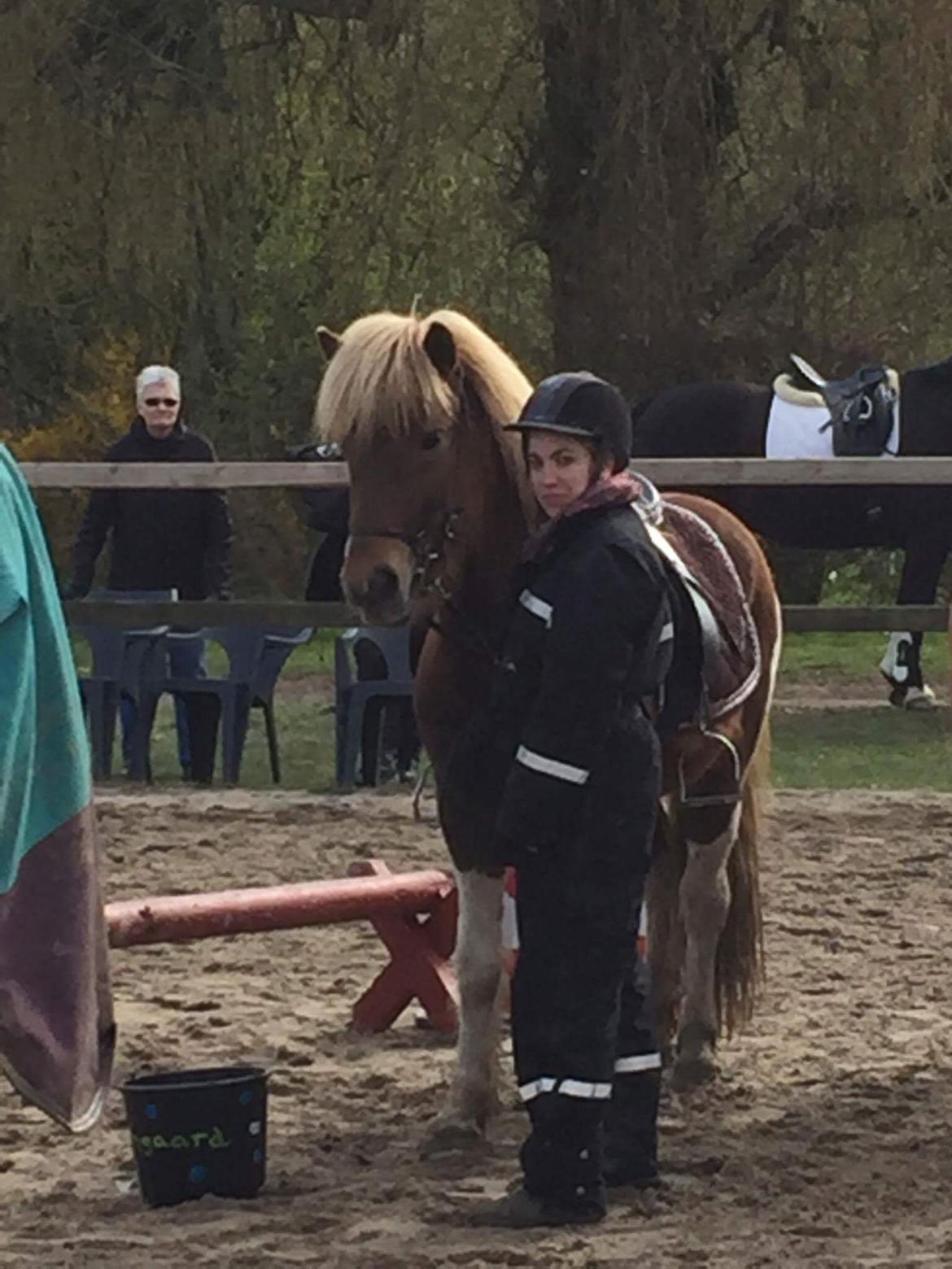 Islænder Flaki fra Toftum  billede 10