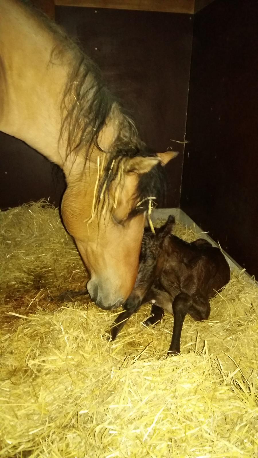 Anden særlig race Unica star billede 41