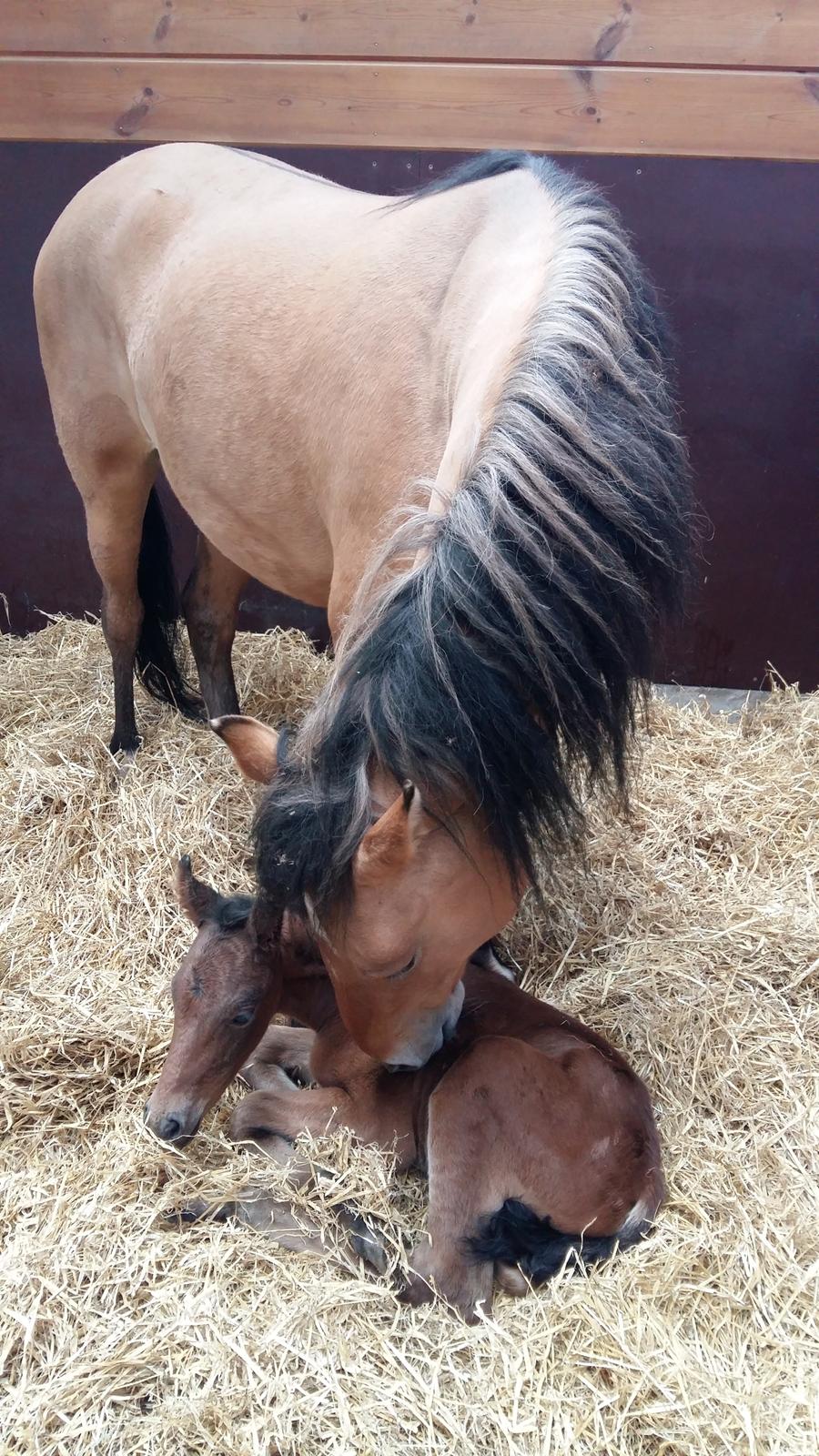Anden særlig race Unica star billede 42