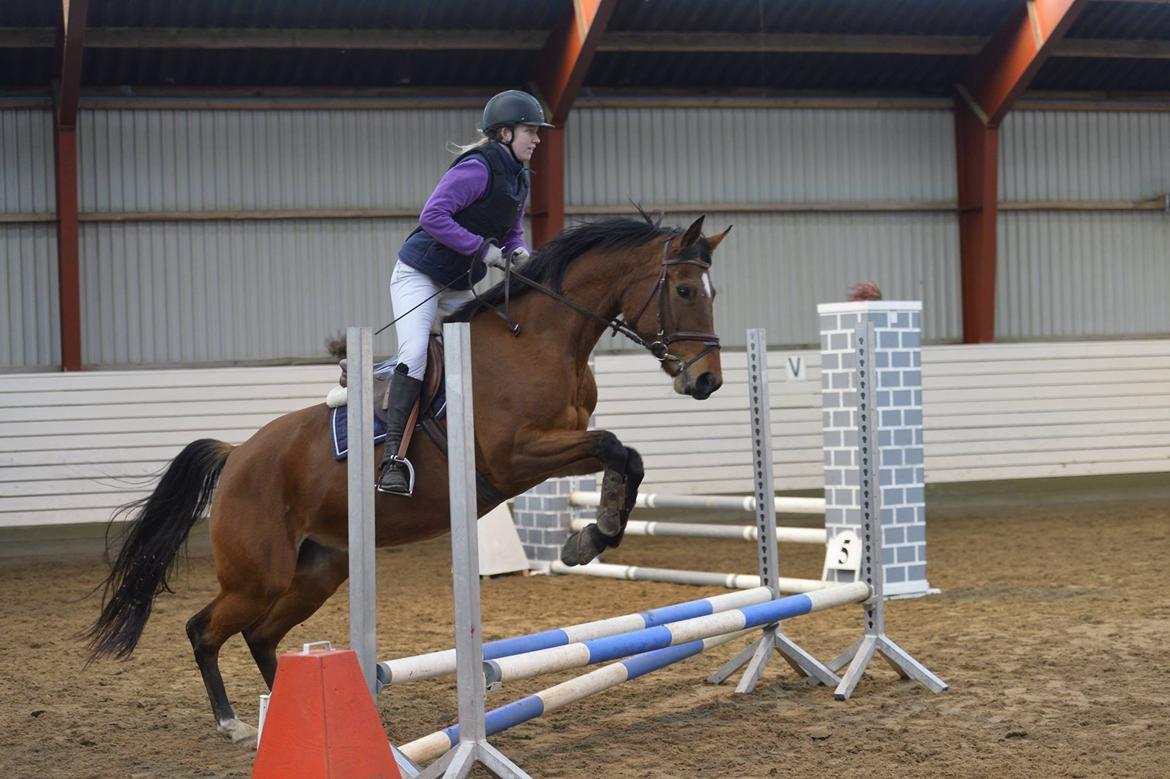 Anden særlig race Tiffany billede 17