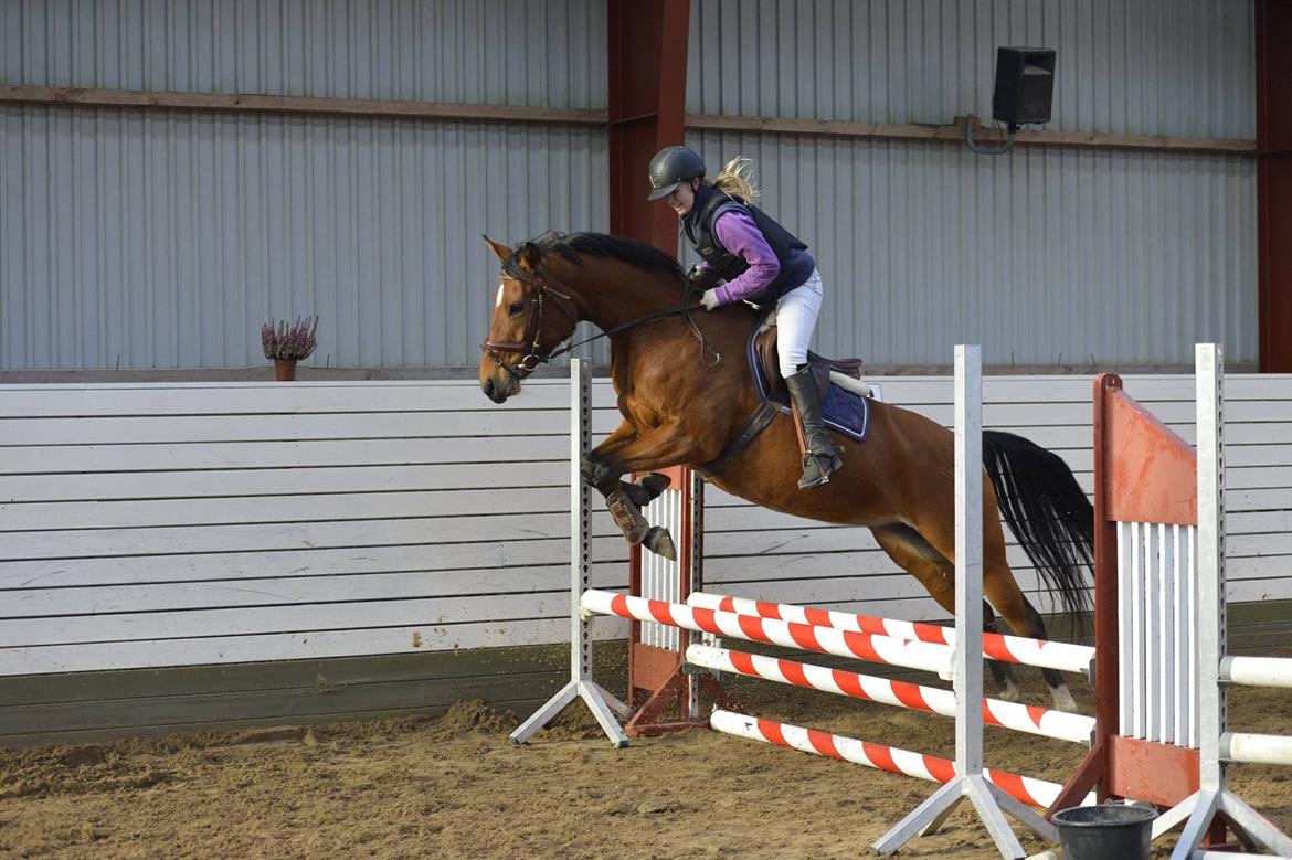 Anden særlig race Tiffany billede 18