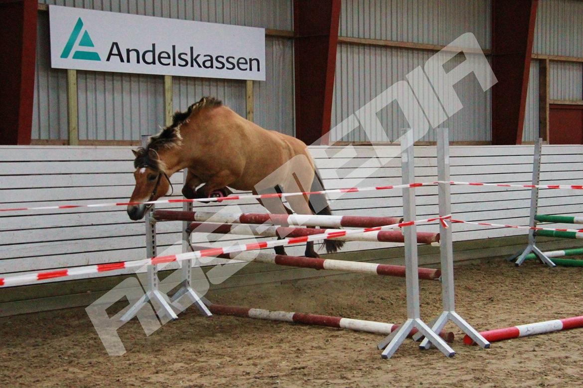 Anden særlig race Tulle p billede 19