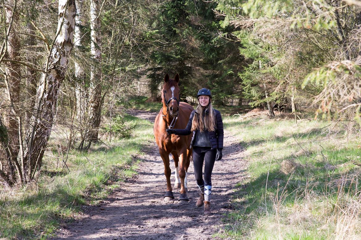 Anden særlig race Sonny Boy billede 3