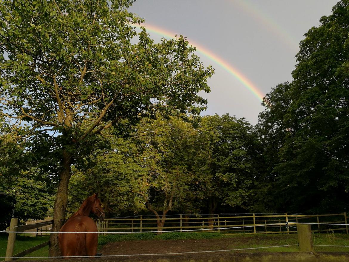 Anden særlig race Sonny Boy - vi kigger på en regnbue, som slog vejen ind forbi billede 17