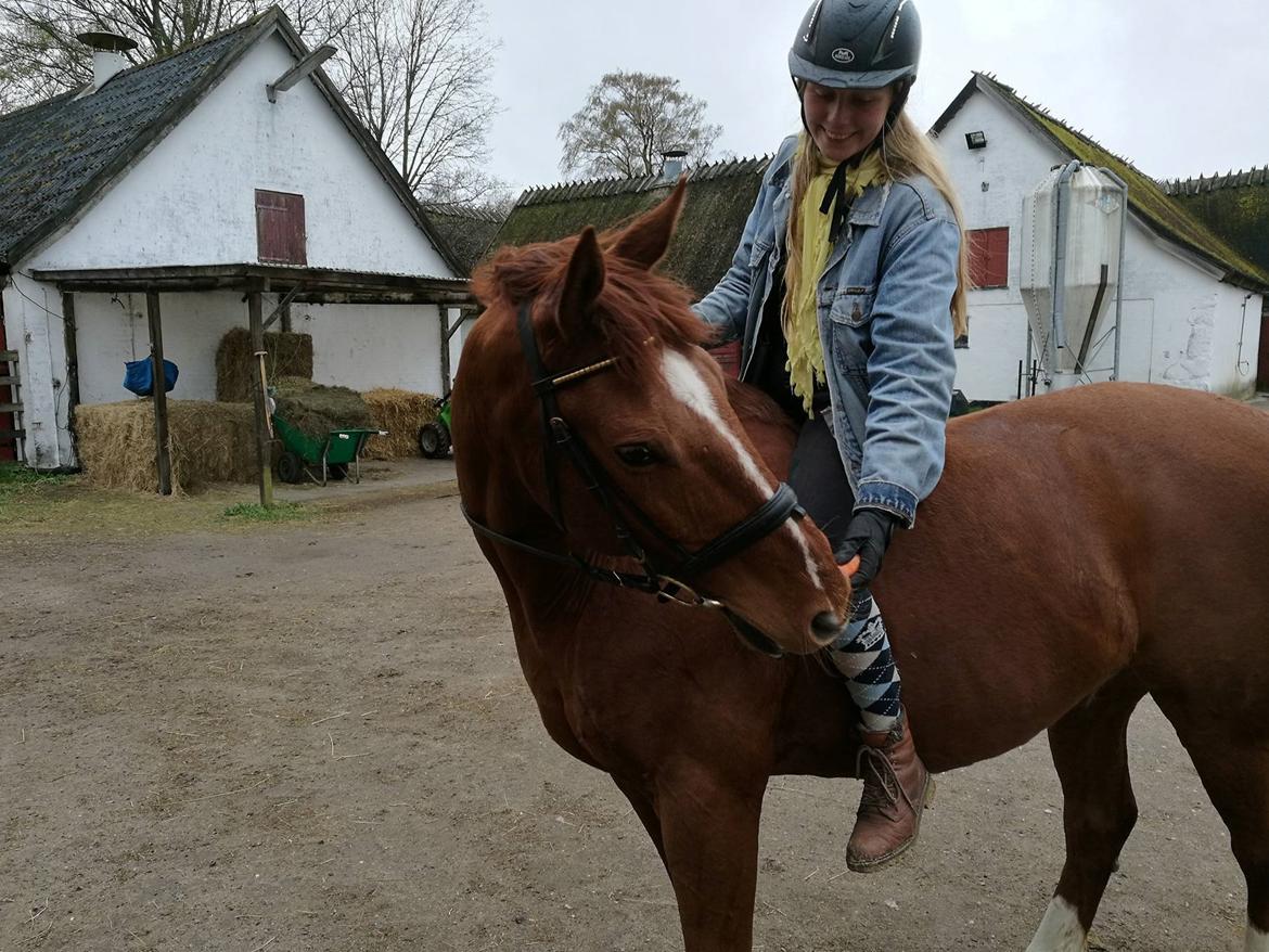 Anden særlig race Sonny Boy - sidste dag efter 1,5 år<33 savner!! billede 20