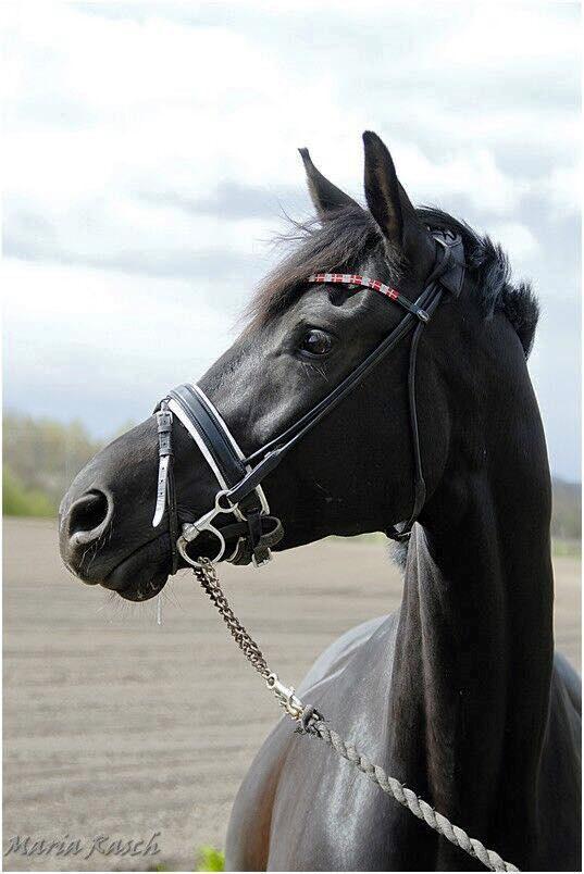 Trakehner | Linduc af Romeo billede 1