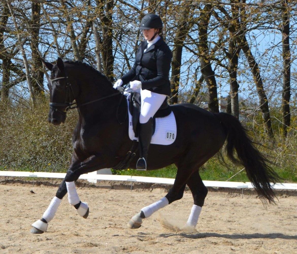 Dansk Varmblod Madeleine billede 8