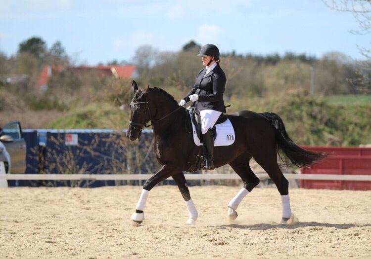 Dansk Varmblod Madeleine billede 4