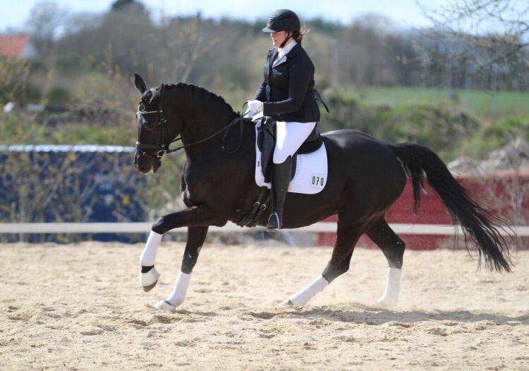 Dansk Varmblod Madeleine billede 1