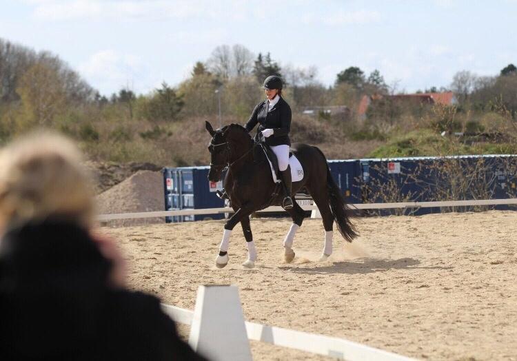 Dansk Varmblod Madeleine billede 11