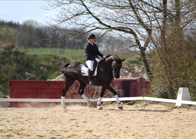 Dansk Varmblod Madeleine billede 14