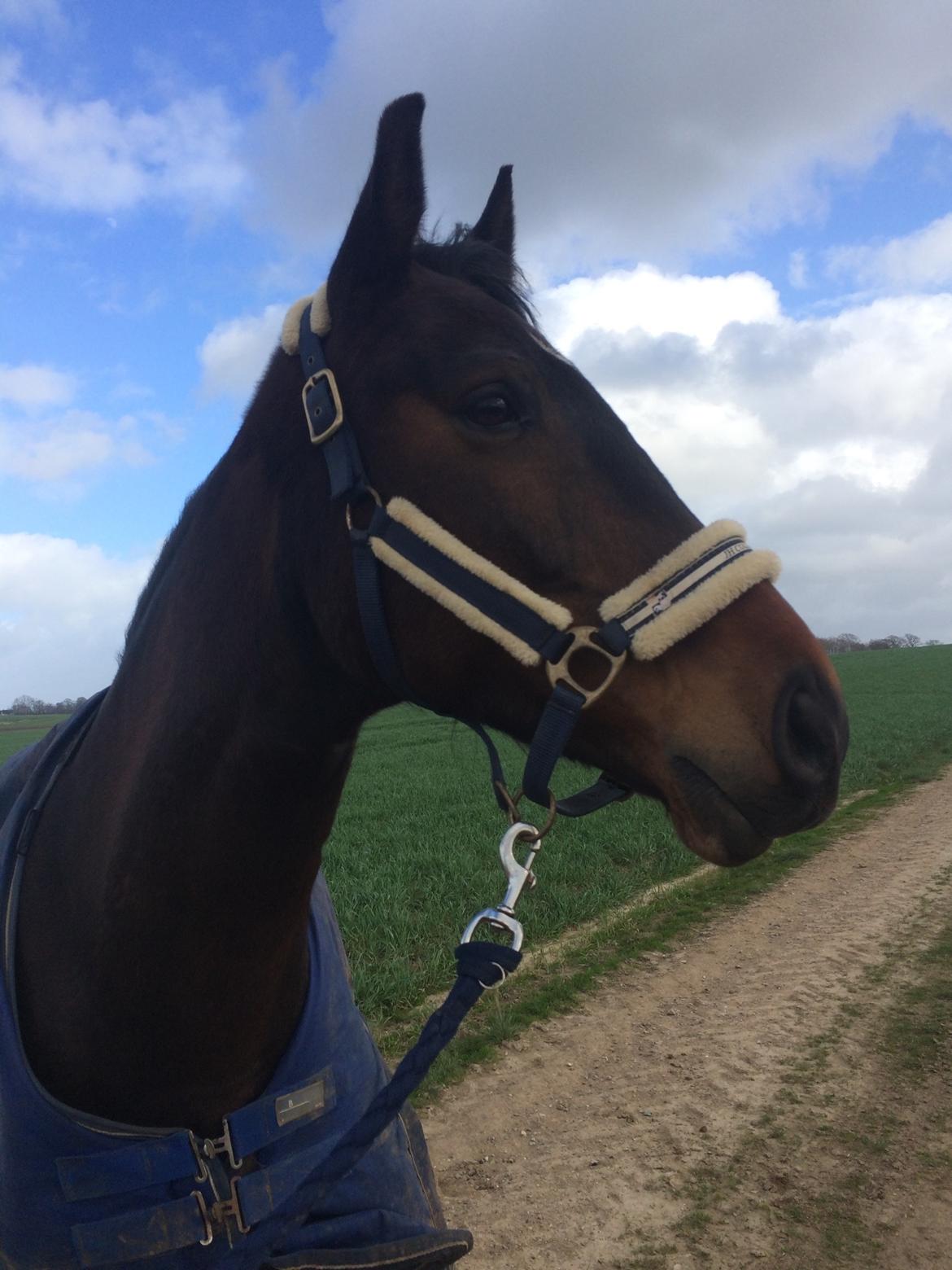 Dansk Varmblod Lindelofs Dijon billede 7