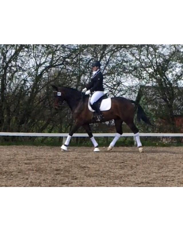 Dansk Varmblod Lindelofs Dijon billede 12