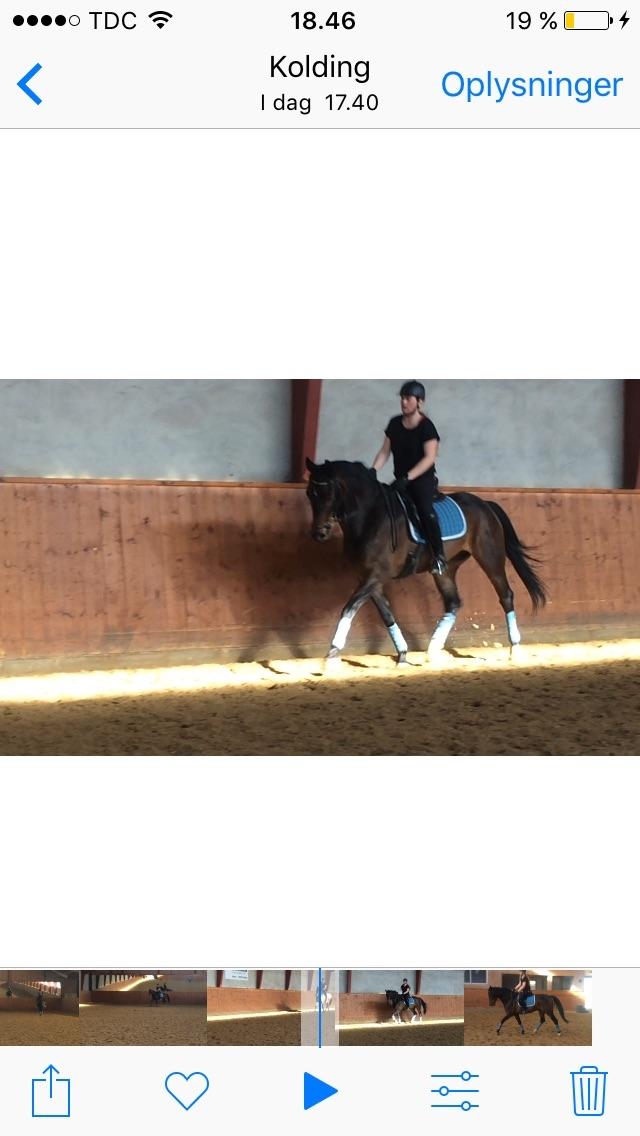 Dansk Varmblod Lindelofs Dijon billede 16